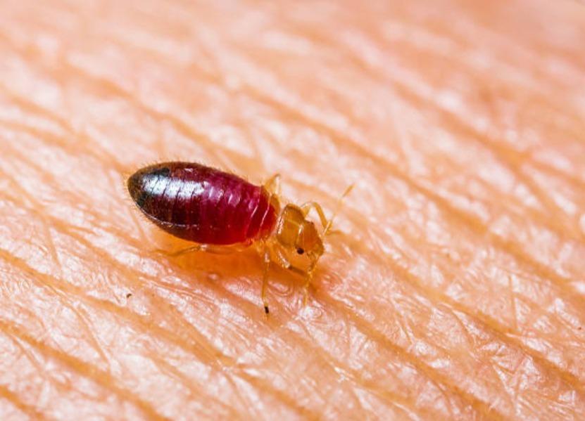 BEST PEST