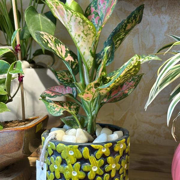 Available in A& N Signature Ra