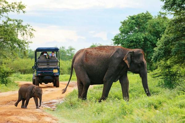 sri lankan elephants