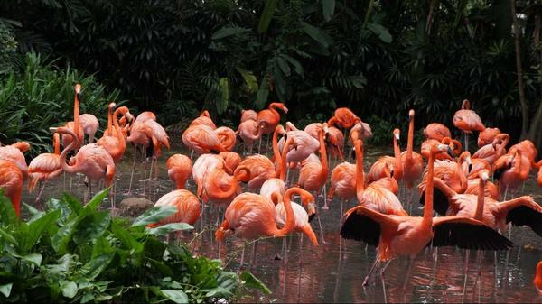 15 endangered species