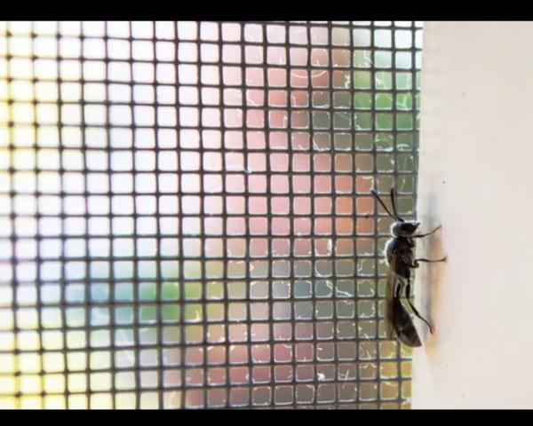 professional mosquito net inst