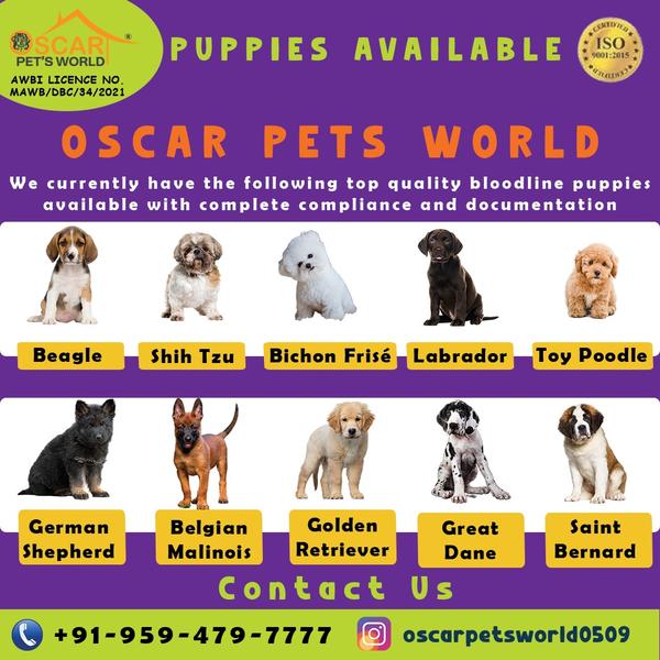 original breed puppies maharas