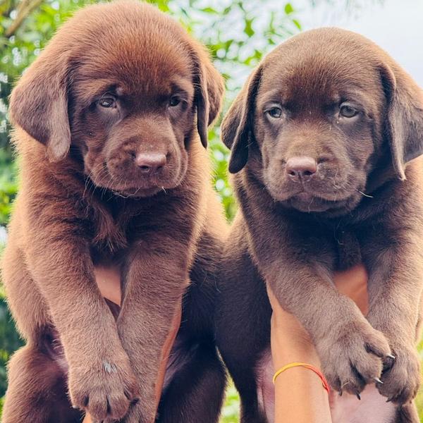 top bloodline labrador puppies