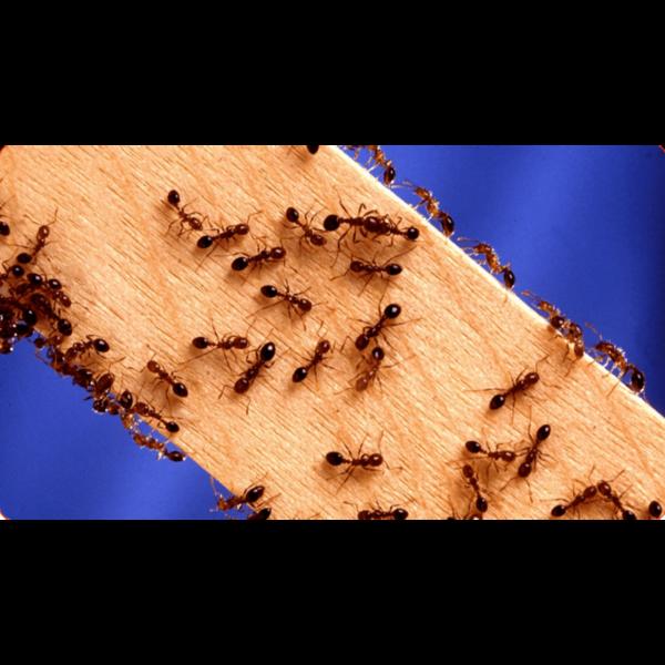 pest control for restaurants d