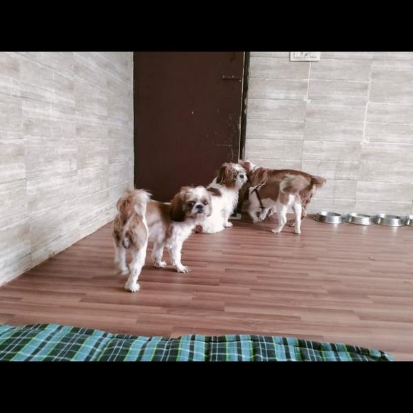 affordable pet stay services n