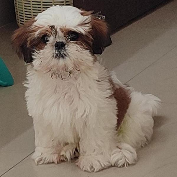 Best Pet Shop In Nagpur Top Qu