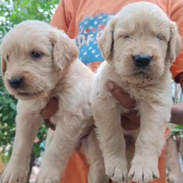 Best Pet Shop In Nagpur All ty