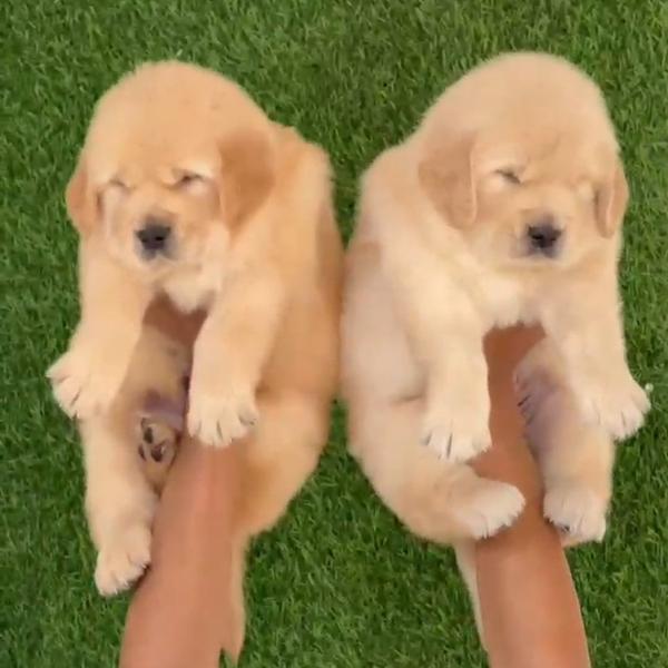 Golden retriever male puppy