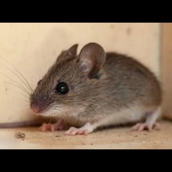 residential and commercial rat