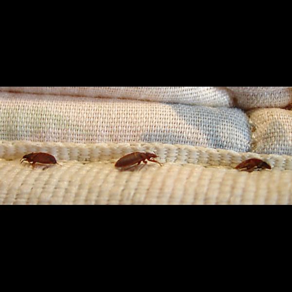 bed bug pest control experts