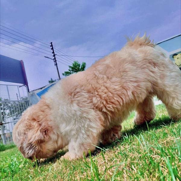 safe and trusted pet care noid