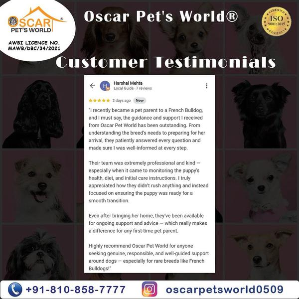 original breed puppies mumbai