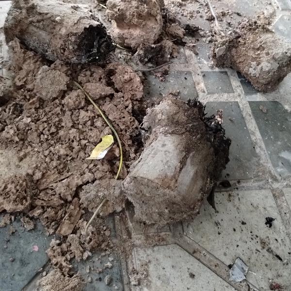 Termites eaten wooden items in