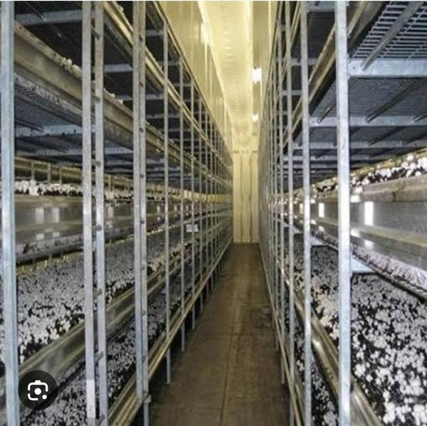 The term “mushroom plant” can refer to different t