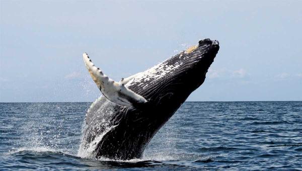 glass bottom boat tour