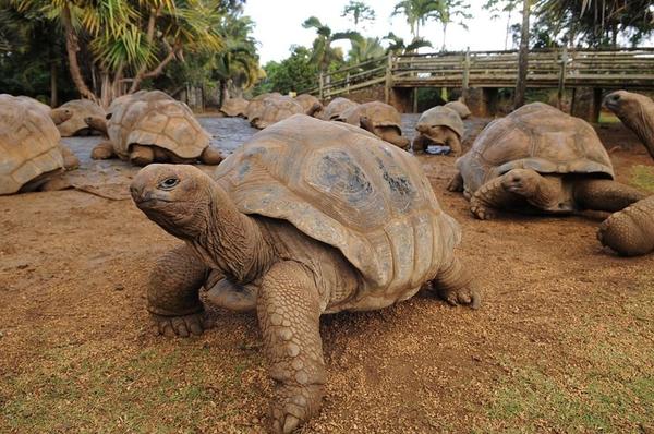 aldabra tortoises