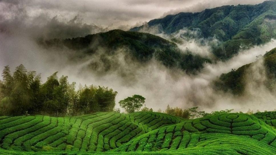 ooty local sightseeing