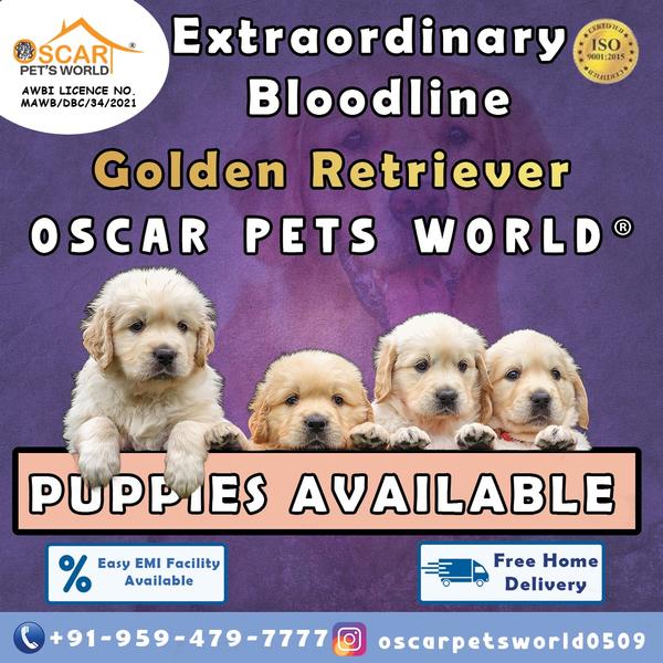 golden retriever dog price ind