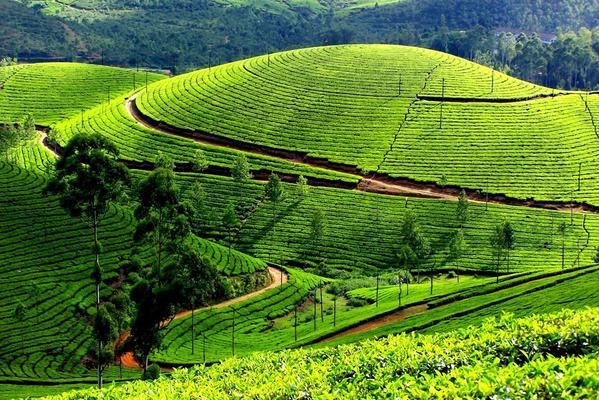kottayam kuttanad