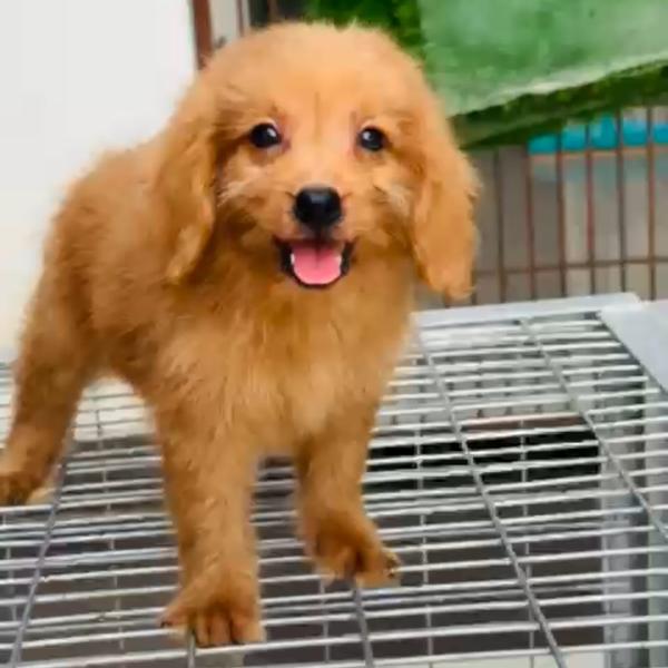 All types of Dogs Breed Puppie