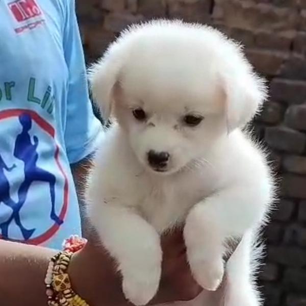 Best Pet Shop In kattol