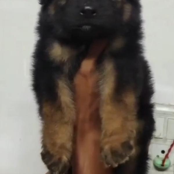 Best Pet Shop In gopal Nagar R
