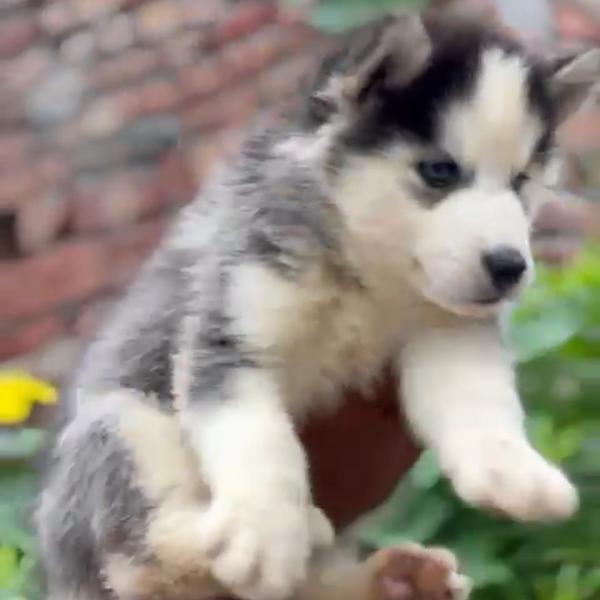 All types of Dogs Breed Puppie