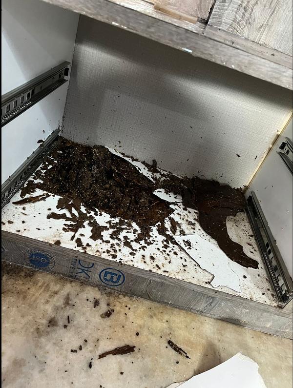 same day pest treatment respon