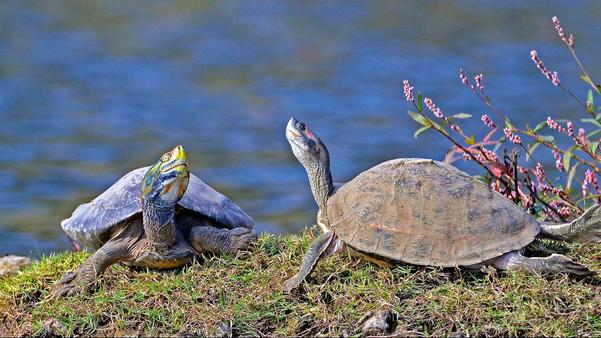 red crowned turtles