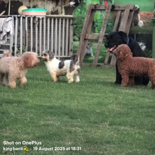 tick free pet care noida