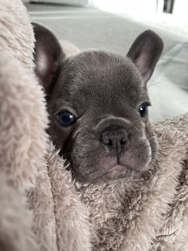 sale mahalaxmi puppies