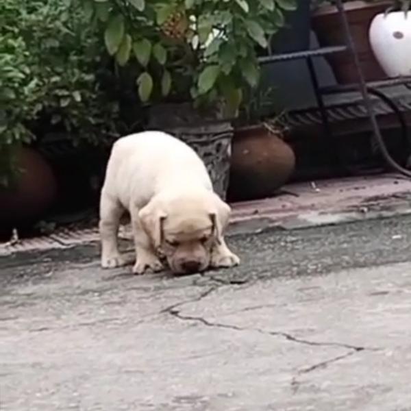 quality labrador puppies
