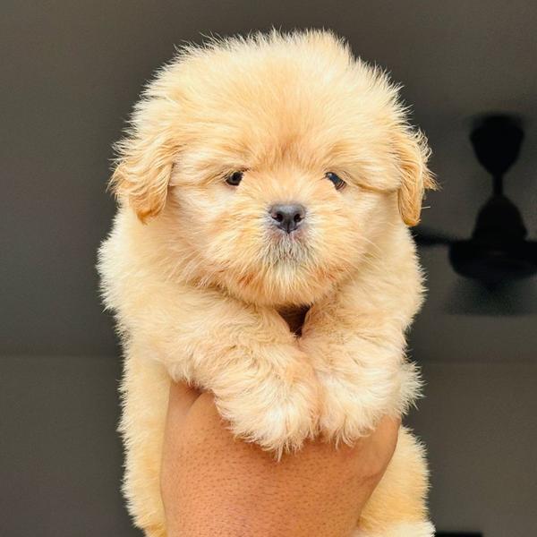 Best Pet Shop In Hingna Road