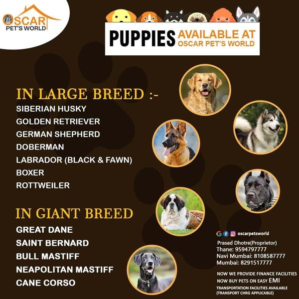 sale mahalaxmi puppies