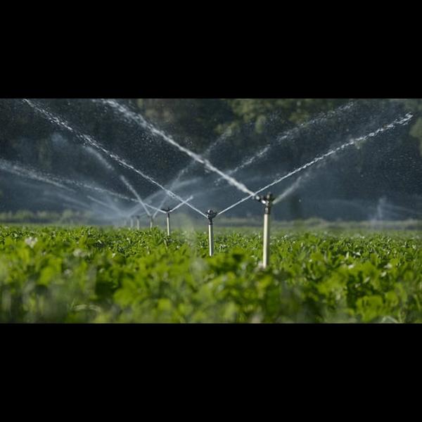 Sprinkler irragation in Queta 
