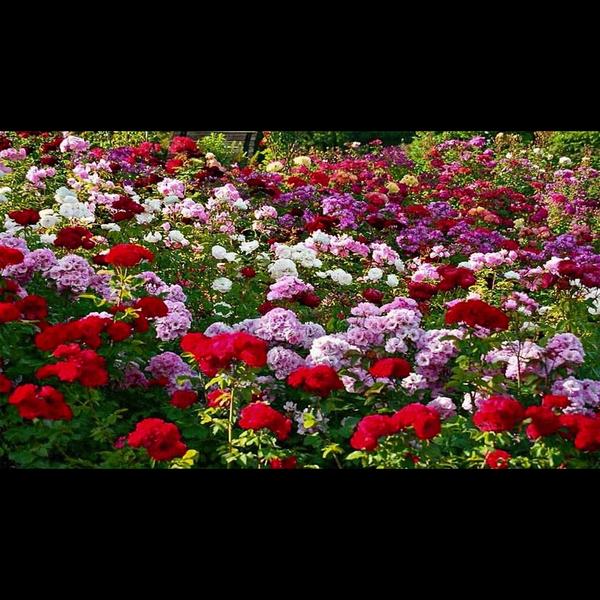 500 varieties