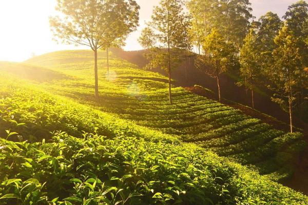 coffee estates and forest retr