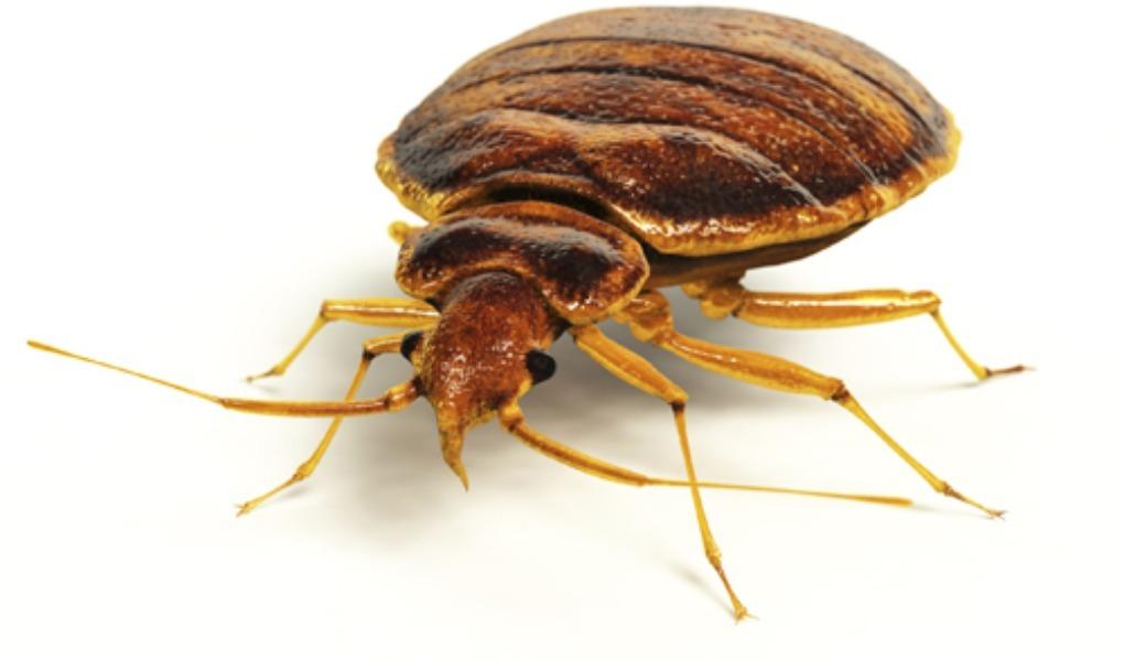 Bed bugs can cause sleepless n