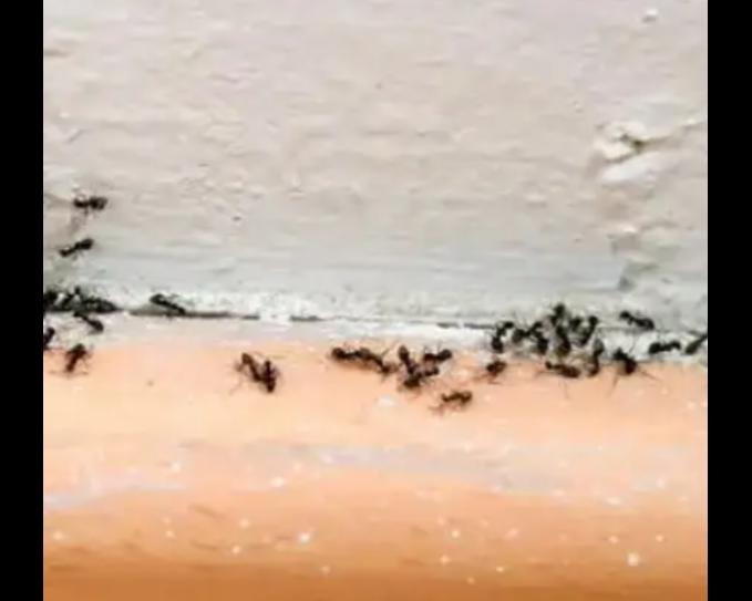 pest damage property repair