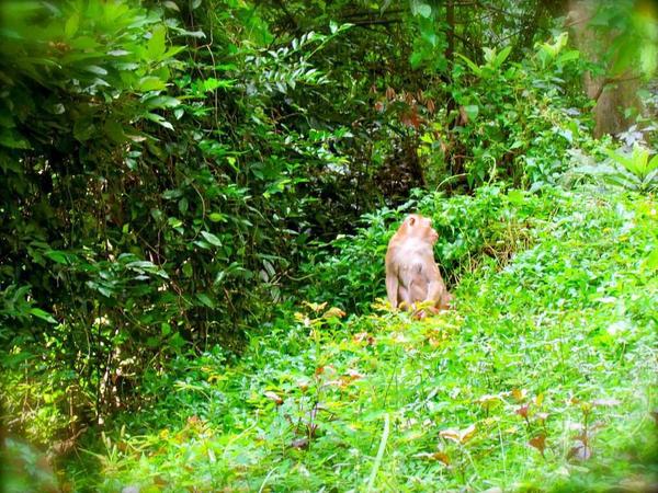 Things To Do In Phuket

Monkey