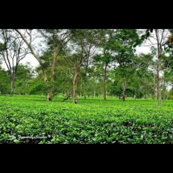 best tourist places in assam
