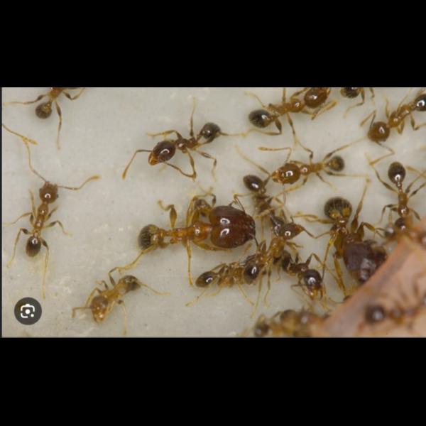 home and commercial termite pr