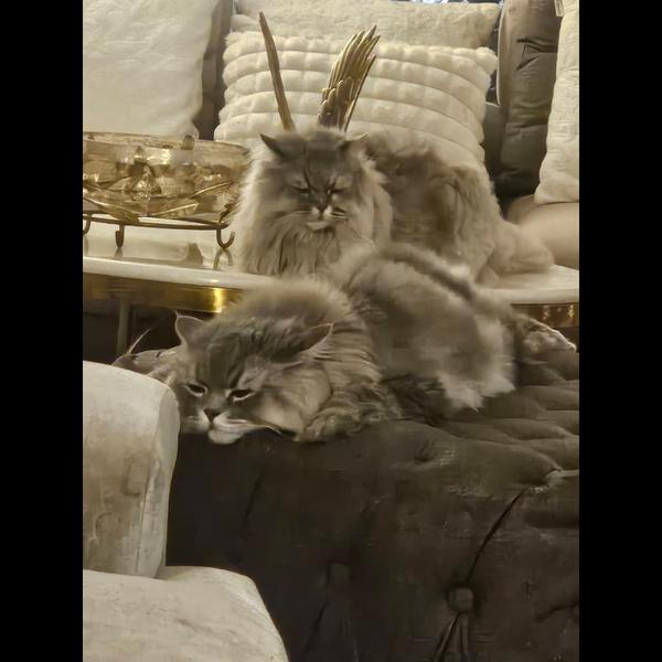 Furry Tails LLP – The Pet’s Pa