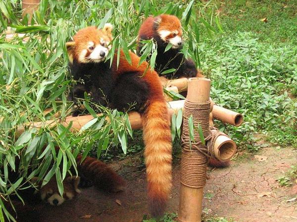 himalayan zoological park darj