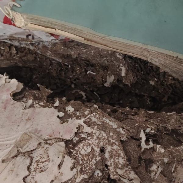 termite control service in Coi