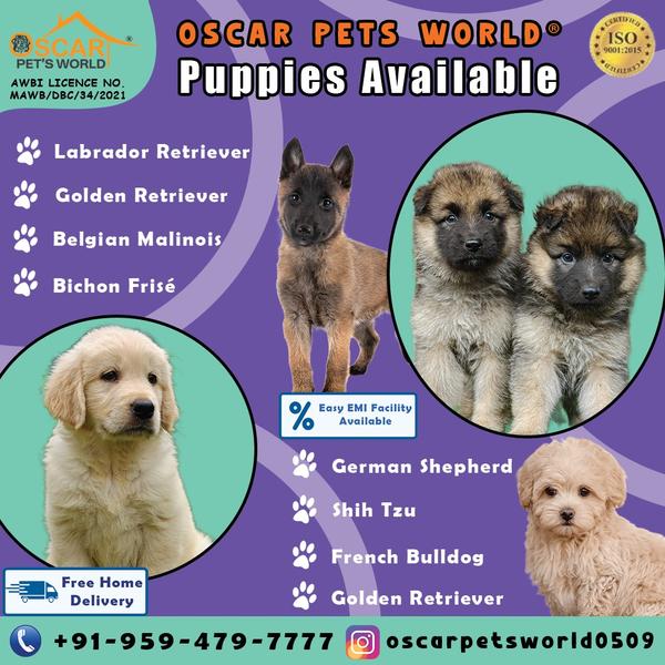 Pune Dog Lovers Here, we are f