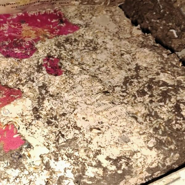 Termite control service in vee