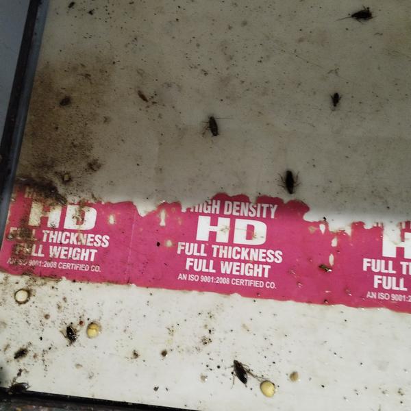 Cockroach service in coimbator