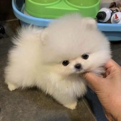 fluffy toy pom