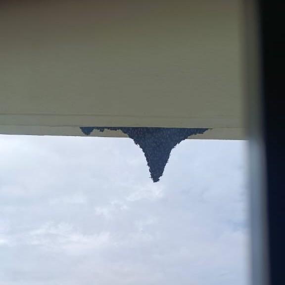 Honey Bee service in Coimbator